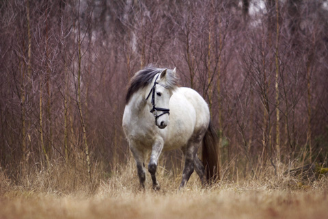 Pferd in Bewergung, Brandenburg